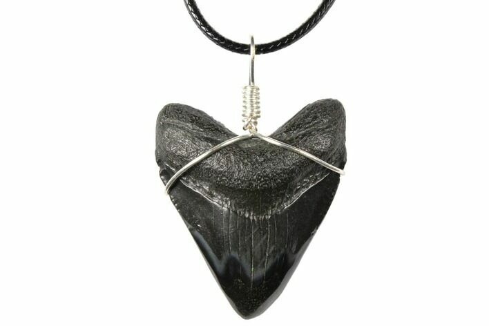 1.75" Fossil Megalodon Tooth Necklace